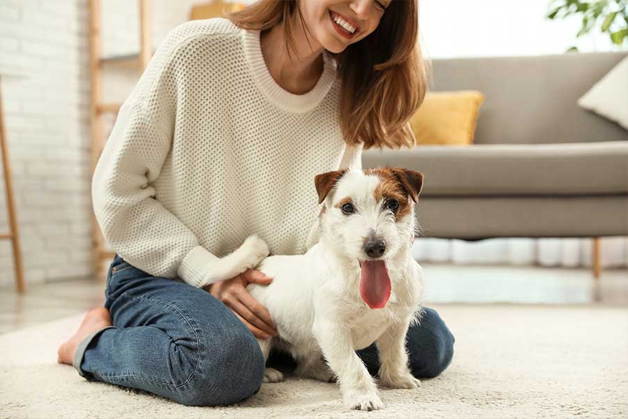 CBD fuer Hunde