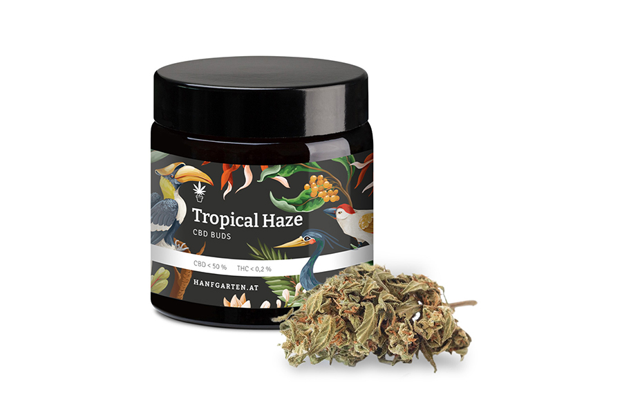 Tropical Haze