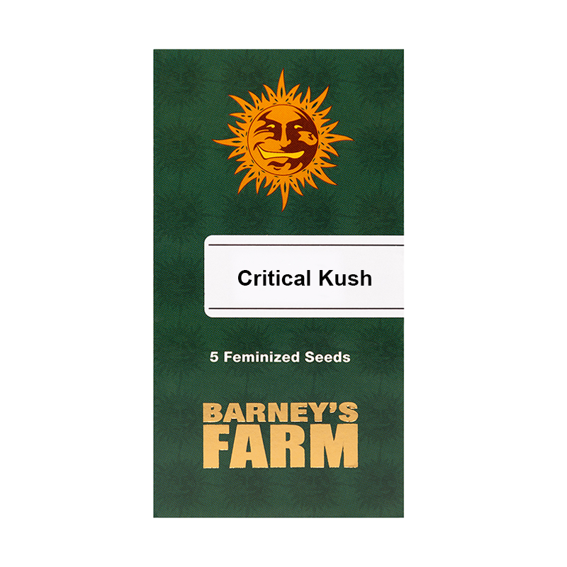 Verpackung der Critical Kush Hanfsamen