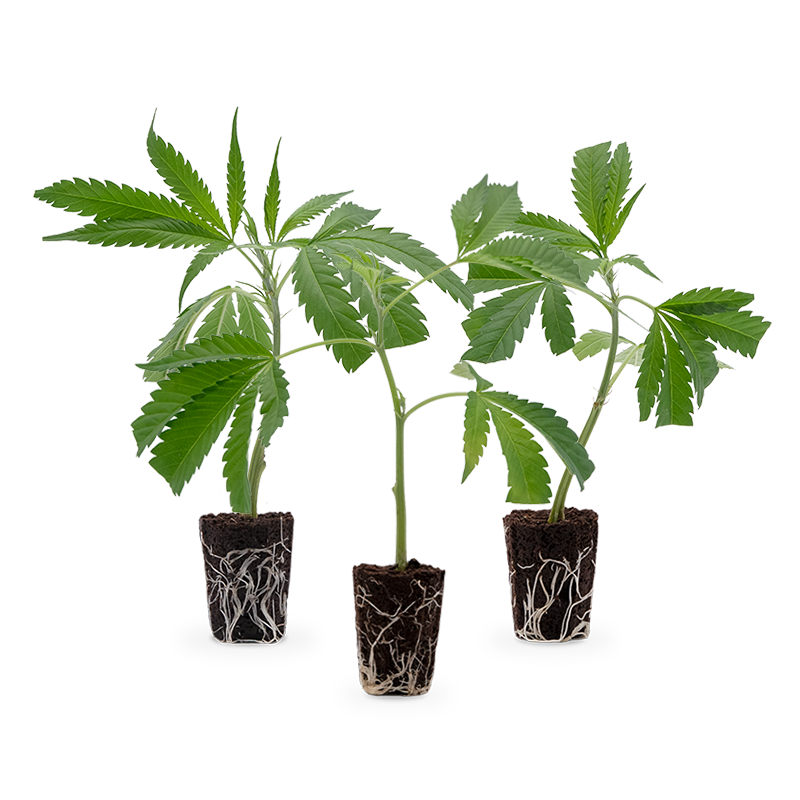 3 Bestseller Stecklinge 