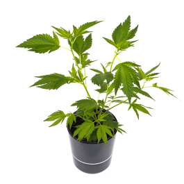 Blueberry Cannabis Sämling kaufen Autoflowering