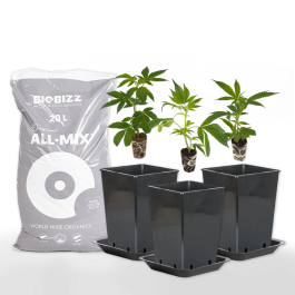 CannabisAnbau "Rundum Paket" kaufen Set