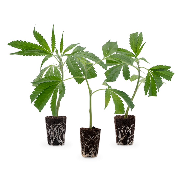 Bestseller Stecklinge 3er-Set