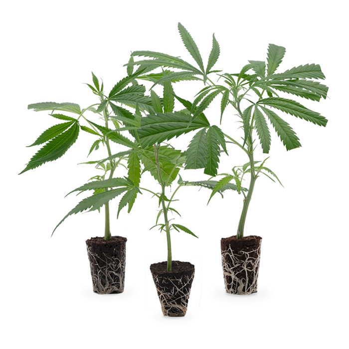 Cannabis-Steckling 3er-Set 