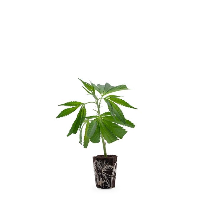 Blue Dream CBD Genetik