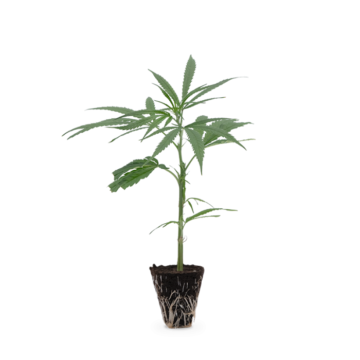 Super Silver Haze 