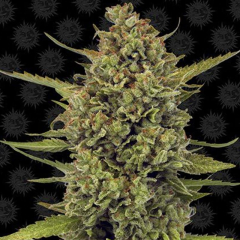 Acapulco Gold fem Barney's Farm 