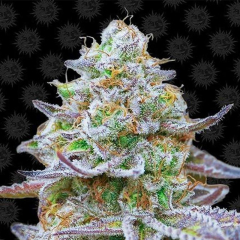 Gorilla Zkittlez feminisiert Barneys Farm