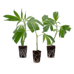 3 Bestseller Stecklinge 