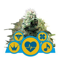 CBD Medical Mix feminisiert Royal Queen Seeds