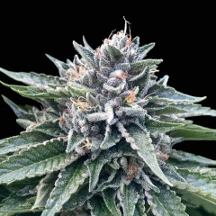 Sorbet #4 DNA Genetics