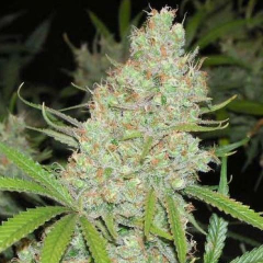 C 99  Female Seeds 