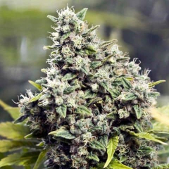 Grapefruit  Female Seeds 
