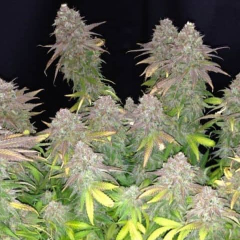 Iced Grapefruit Female Seeds