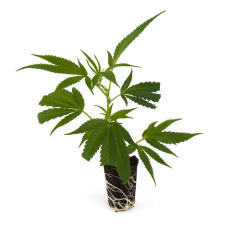 Euphoria CBD Genetik