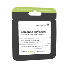 Lemon Cherry Gelato | Autoflowering Vorderansicht