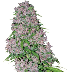 Purple Bud feminisiert White Label