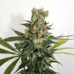 Fuel OG Ripper Seeds