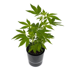 White Widow