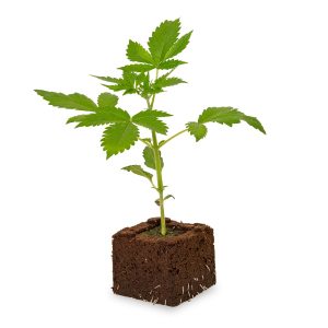 Banana Kush Sämling | Feminisiert