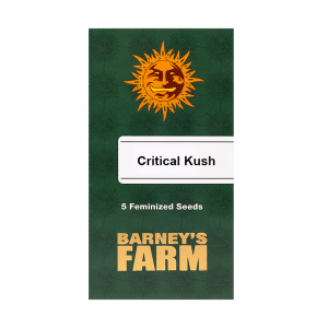 Verpackung der Critical Kush Hanfsamen