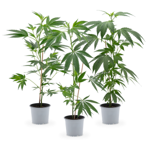 Cannabis Hanfpflanzen 3er Set 