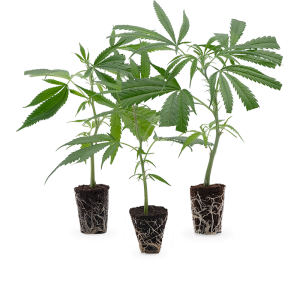 Cannabis Stecklinge 3er-Set