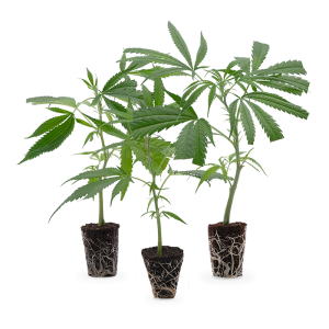 Cannabis Stecklinge 3er-Set
