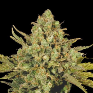 CBD Enriched Warlock  Serious Seeds
