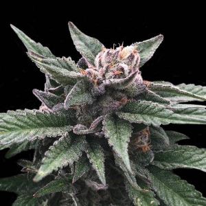 Triple Scoop DNA Genetics