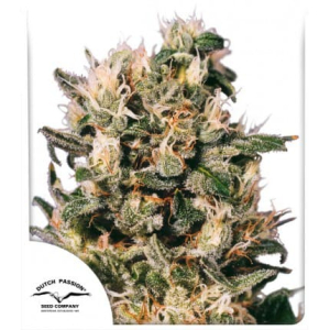 Euforia  Dutch Passion Regular
