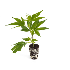 Euforia Steckling