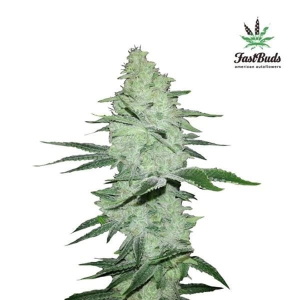 Six Shooter | Autoflowering