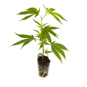 Girl Scout Cookies