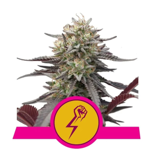 Green Crack Punch Fem Royal Queen Seeds