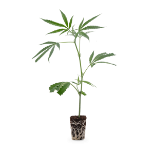 Amnesia Haze Steckling 