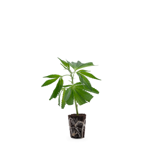 Blue Dream CBD Steckling 