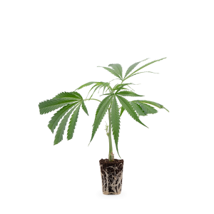 Cannalope Haze Steckling 