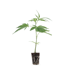 Critical Kush Steckling 