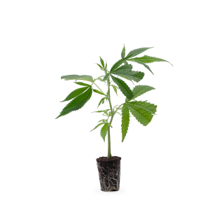Jack Herer Steckling 