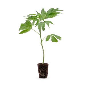 Tropicanna Banana Steckling 