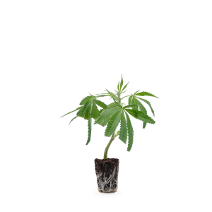White Widow XXL Steckling 