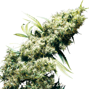 Jamaican Pearl Fem Sensi Seeds