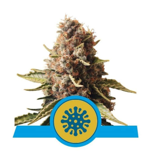 Euphoria CBD feminisiert Royal Queen Seeds