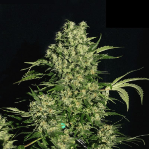 Chronic  Serious Seeds