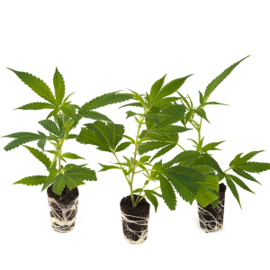 Cannabis-Steckling 3er-Set 