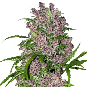 Purple Bud Auto White Label 