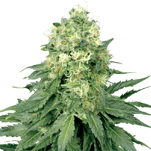 White Label Fem White Widow  