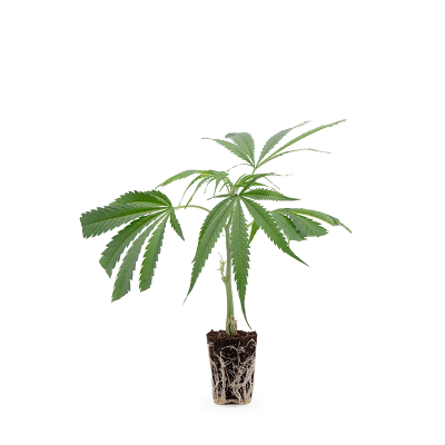 Cannalope Haze Steckling
