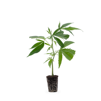 Jack Herer Steckling 